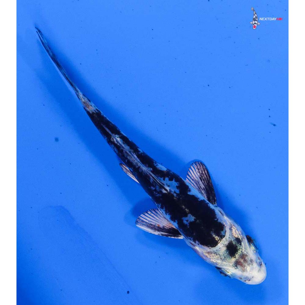 3.5” Imported Kikokuryu