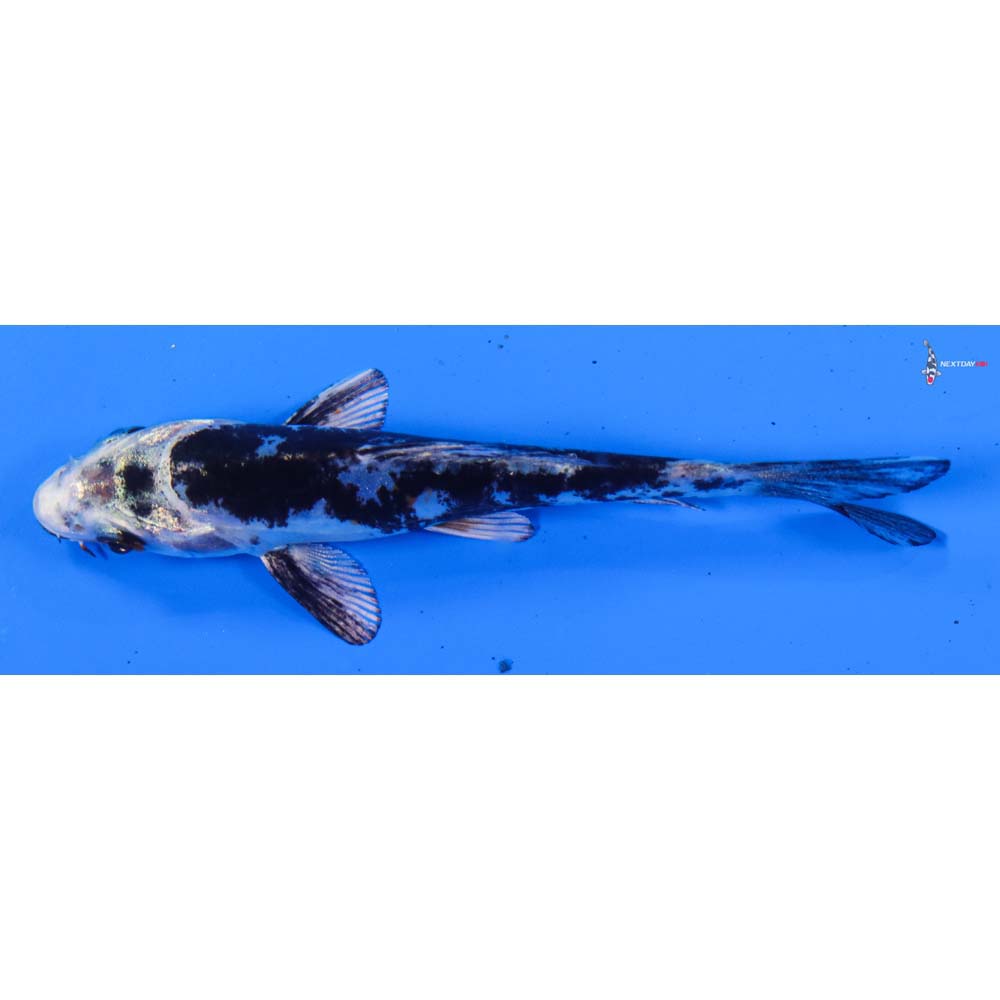 3.5” Imported Kikokuryu