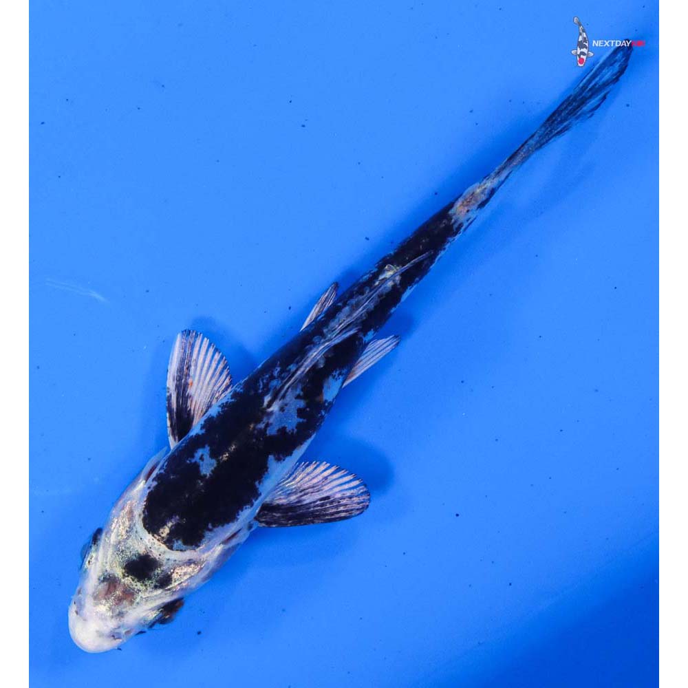 3.5” Imported Kikokuryu
