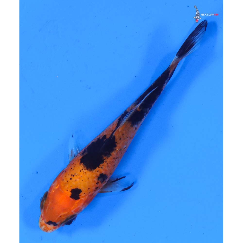 3” Imported Aka Bekko