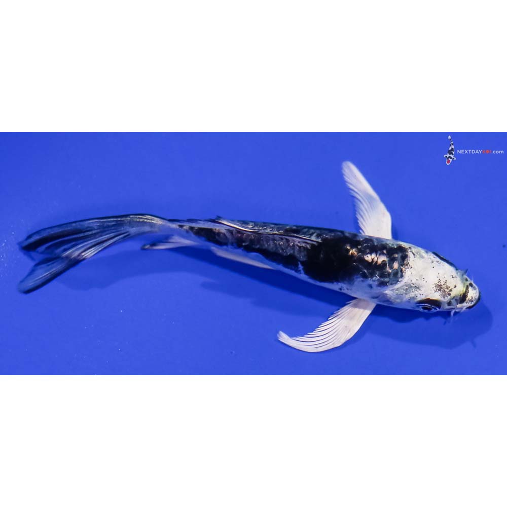 4” Imported Kikokuryu Butterfly Koi