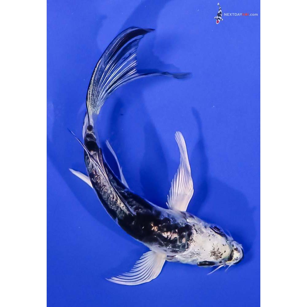 4” Imported Kikokuryu Butterfly Koi
