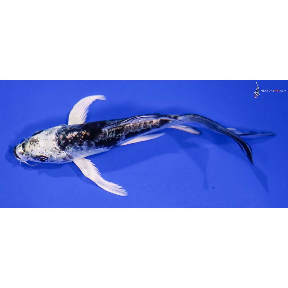 4” Imported Kikokuryu Butterfly Koi