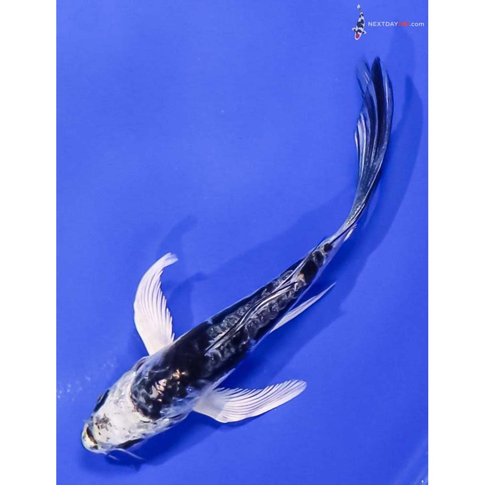 4” Imported Kikokuryu Butterfly Koi