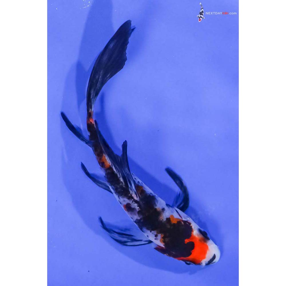 4.5” Imported Sanke Butterfly Koi