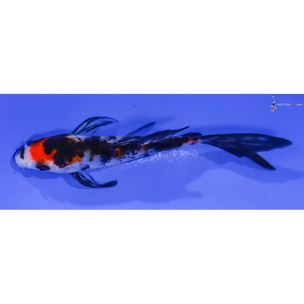 4.5” Imported Sanke Butterfly Koi