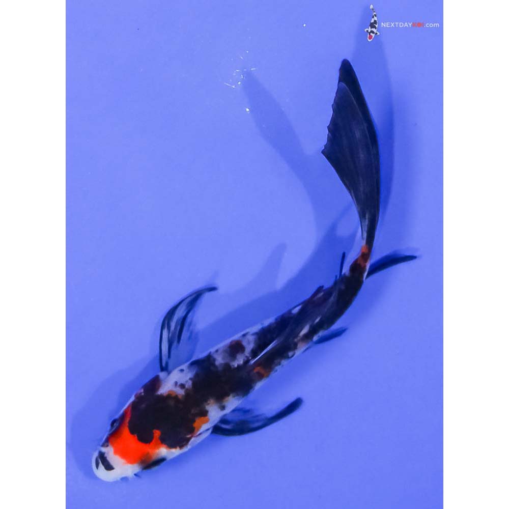 4.5” Imported Sanke Butterfly Koi