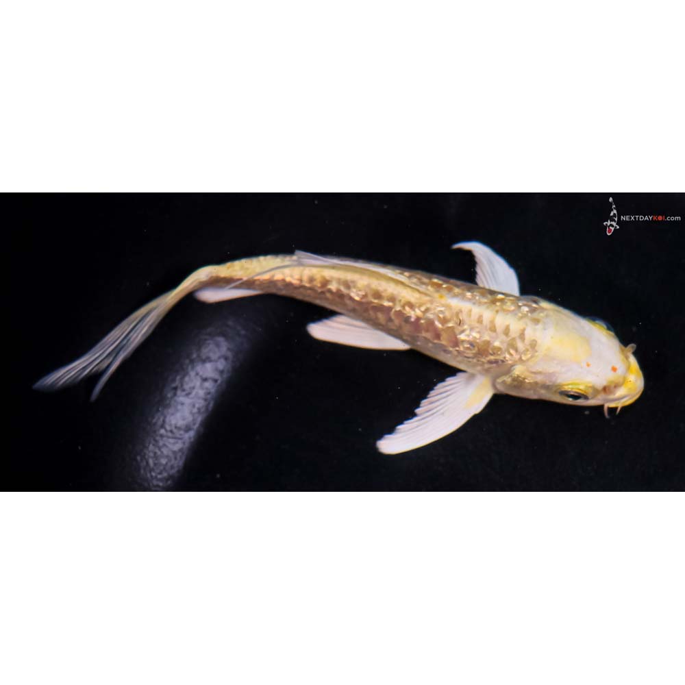 5” Imported Gin Rin Armor Scaled Yamabuki Ogon Butterfly Koi