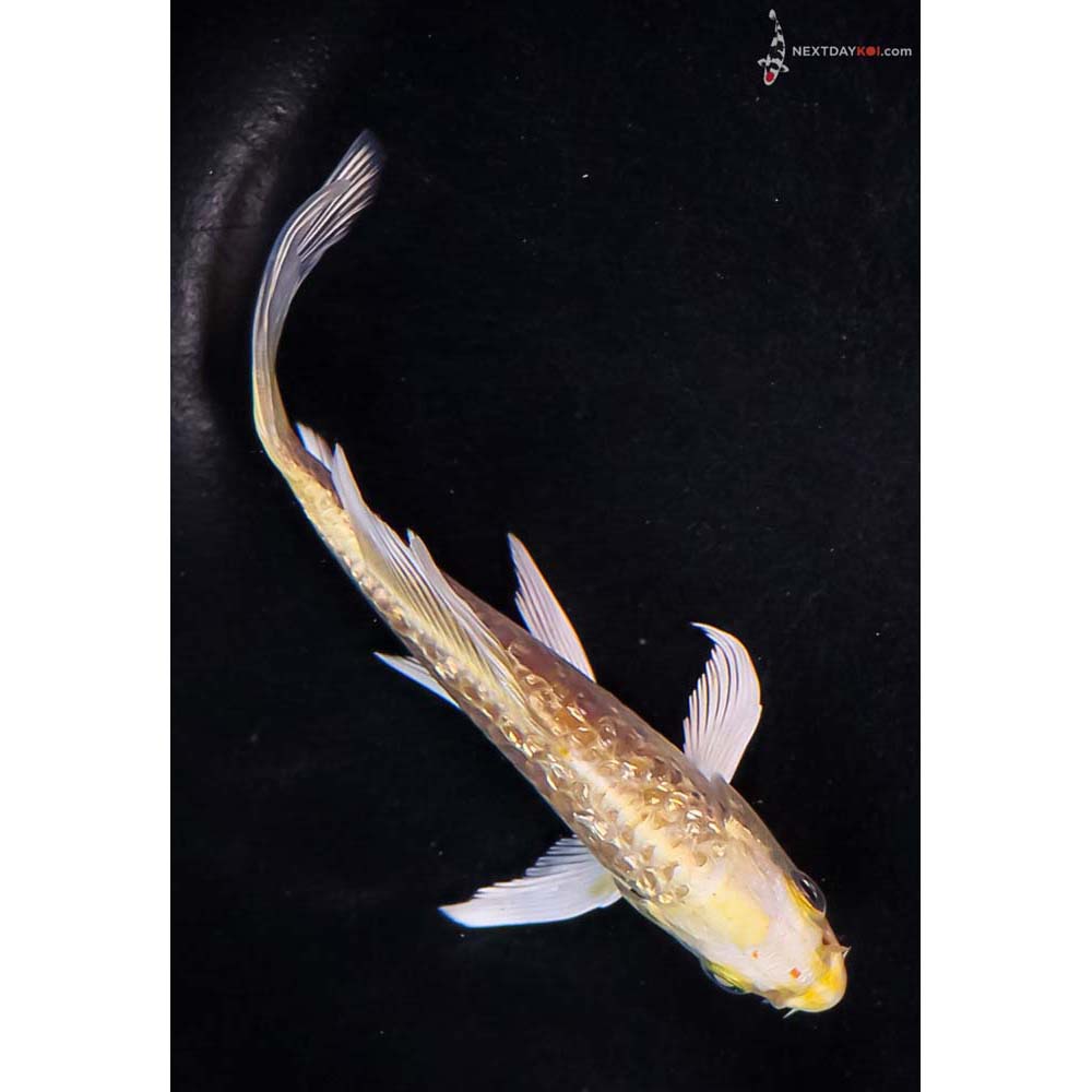 5” Imported Gin Rin Armor Scaled Yamabuki Ogon Butterfly Koi