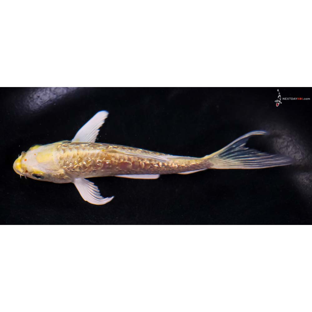 5” Imported Gin Rin Armor Scaled Yamabuki Ogon Butterfly Koi