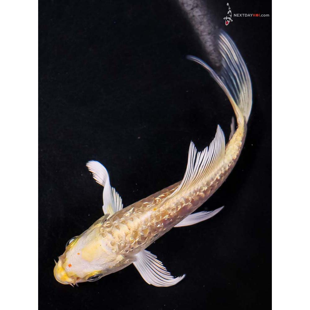 5” Imported Gin Rin Armor Scaled Yamabuki Ogon Butterfly Koi