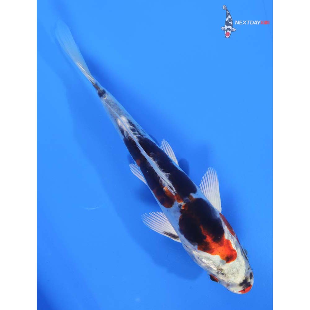7” Imported Heisei Nishiki