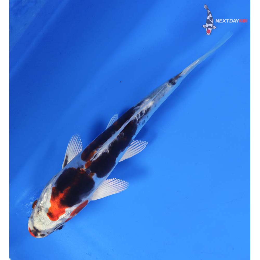 7” Imported Heisei Nishiki