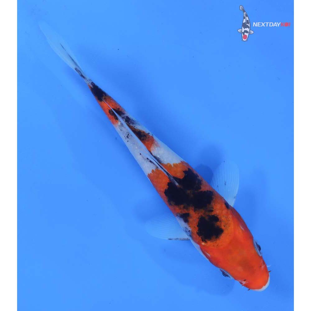 7” Imported Sanke