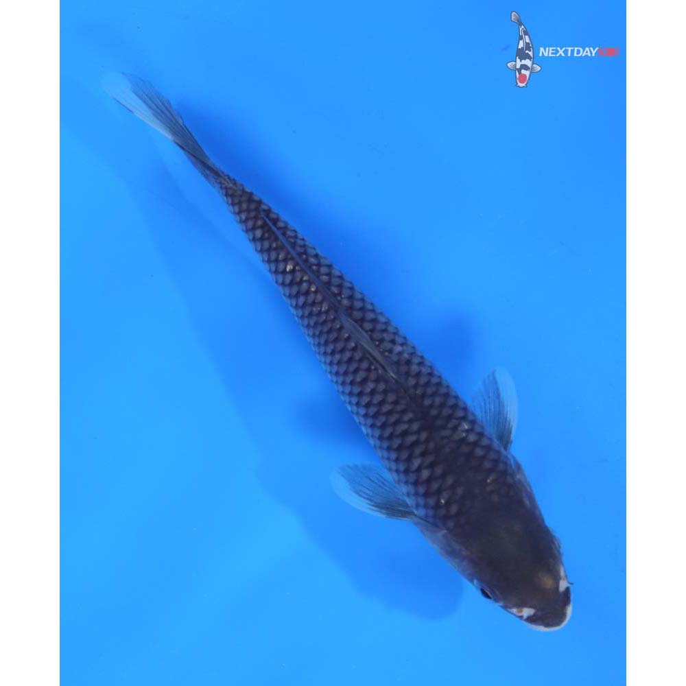 7.5” Imported Soragoi