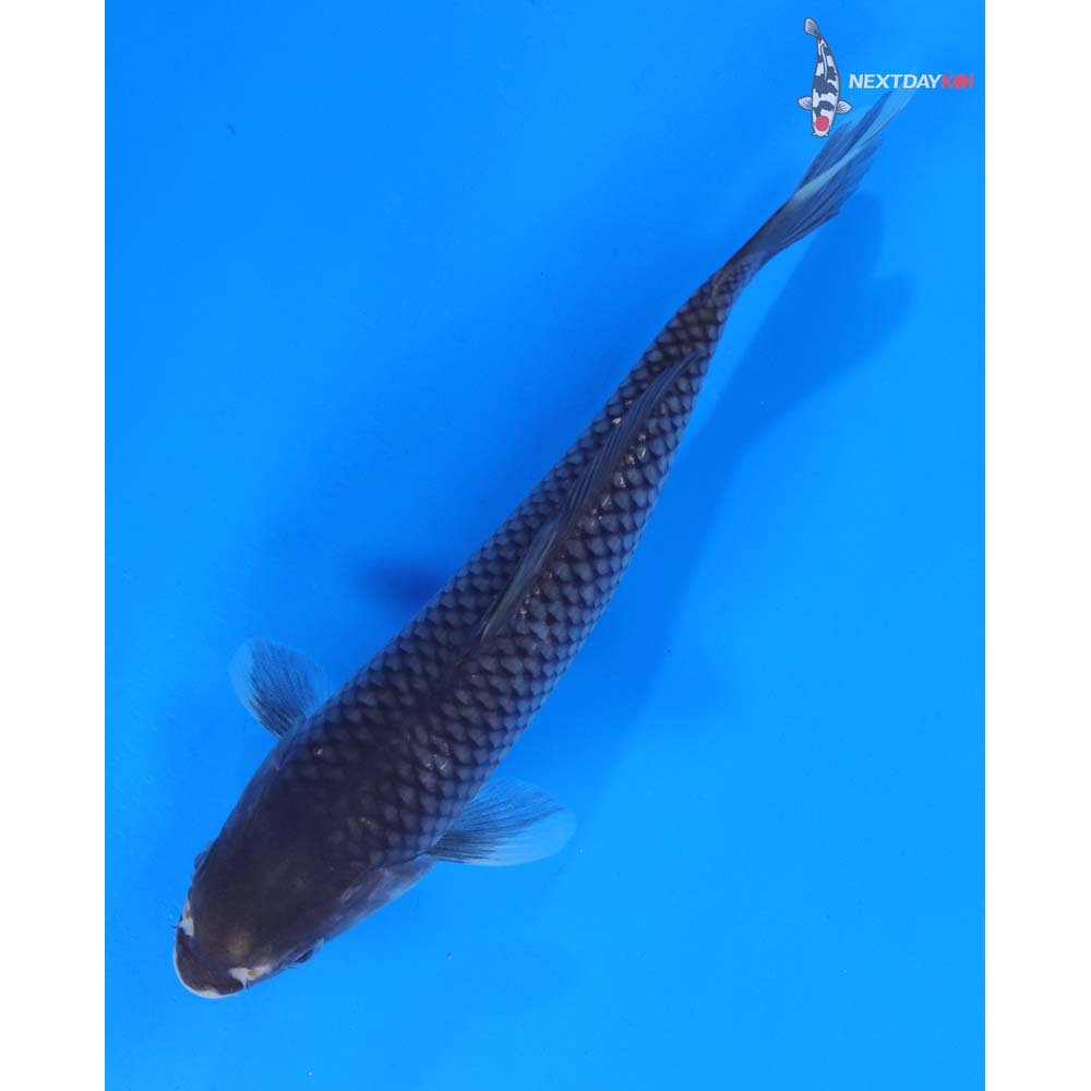 7.5” Imported Soragoi