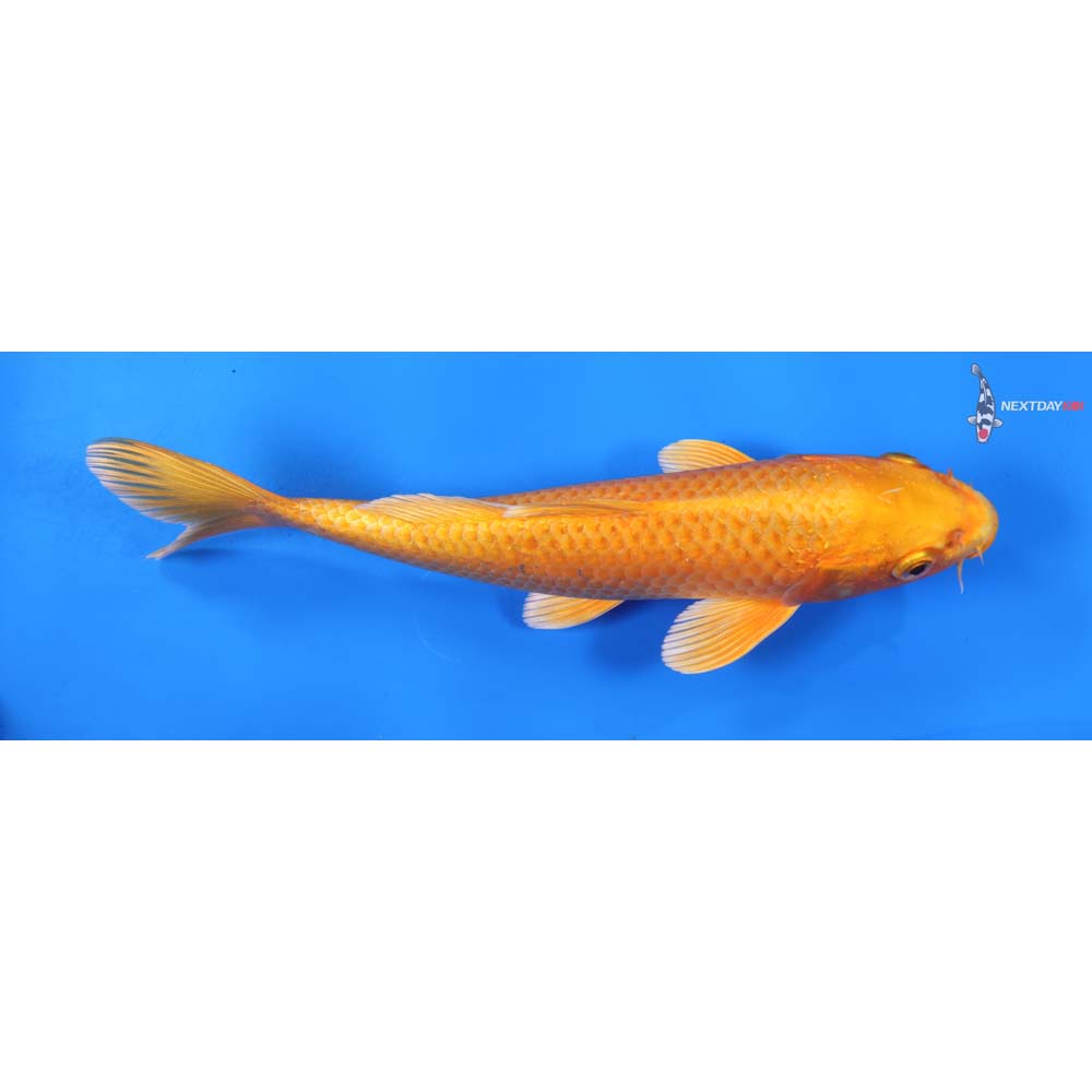 8” Imported Orenji Ogon