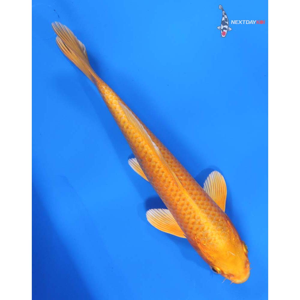 8” Imported Orenji Ogon