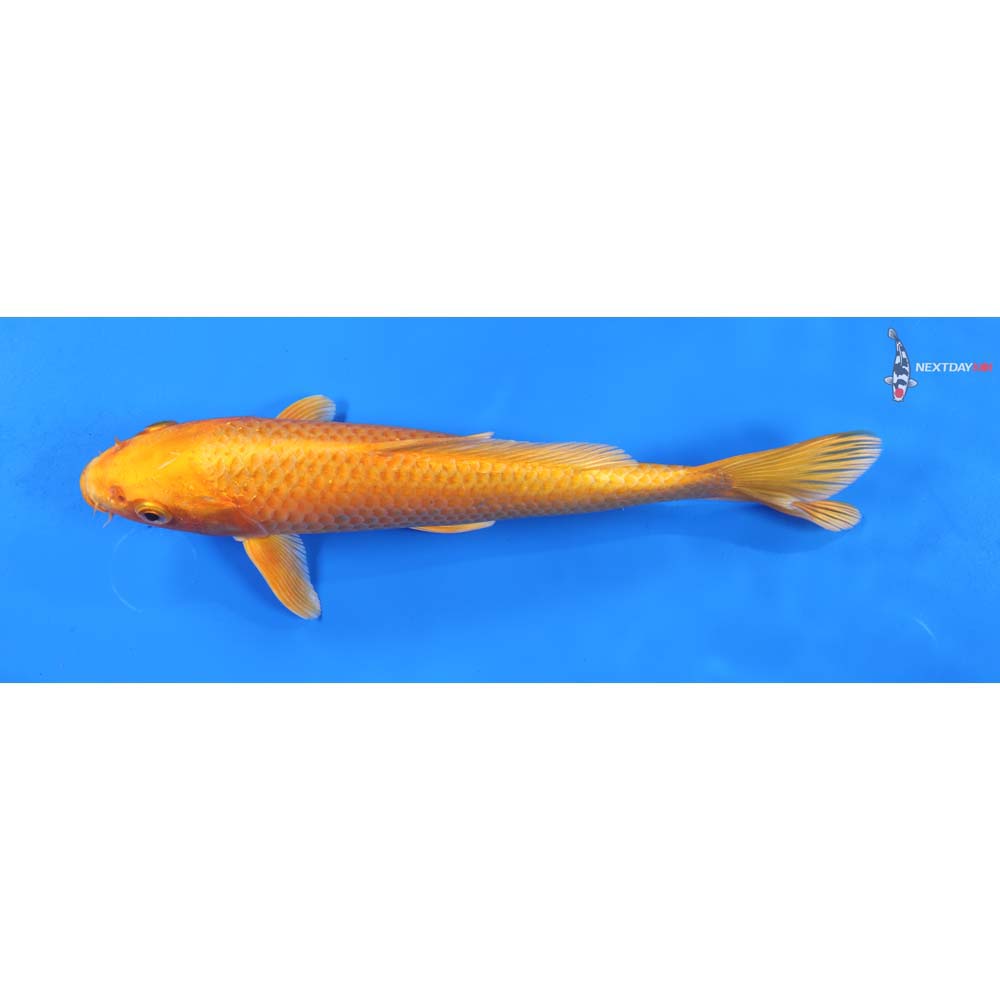 8” Imported Orenji Ogon