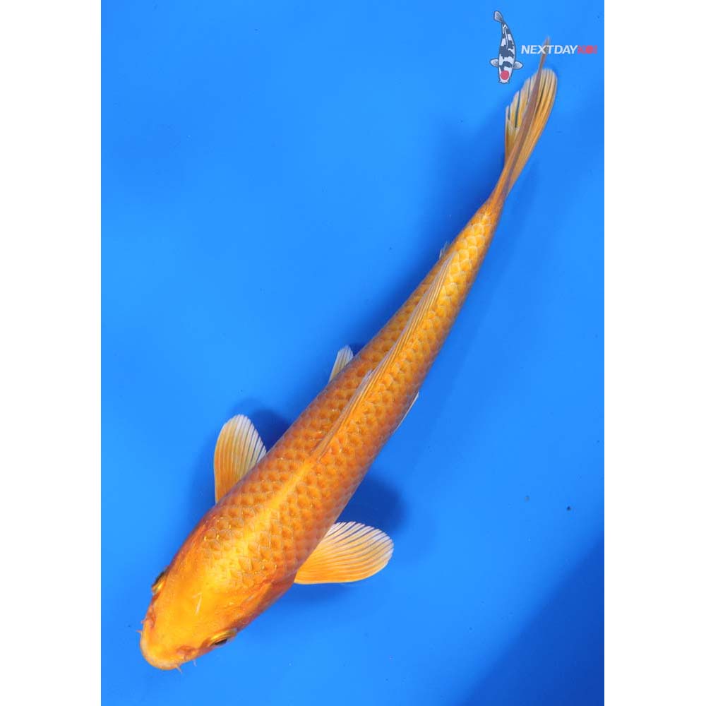 8” Imported Orenji Ogon