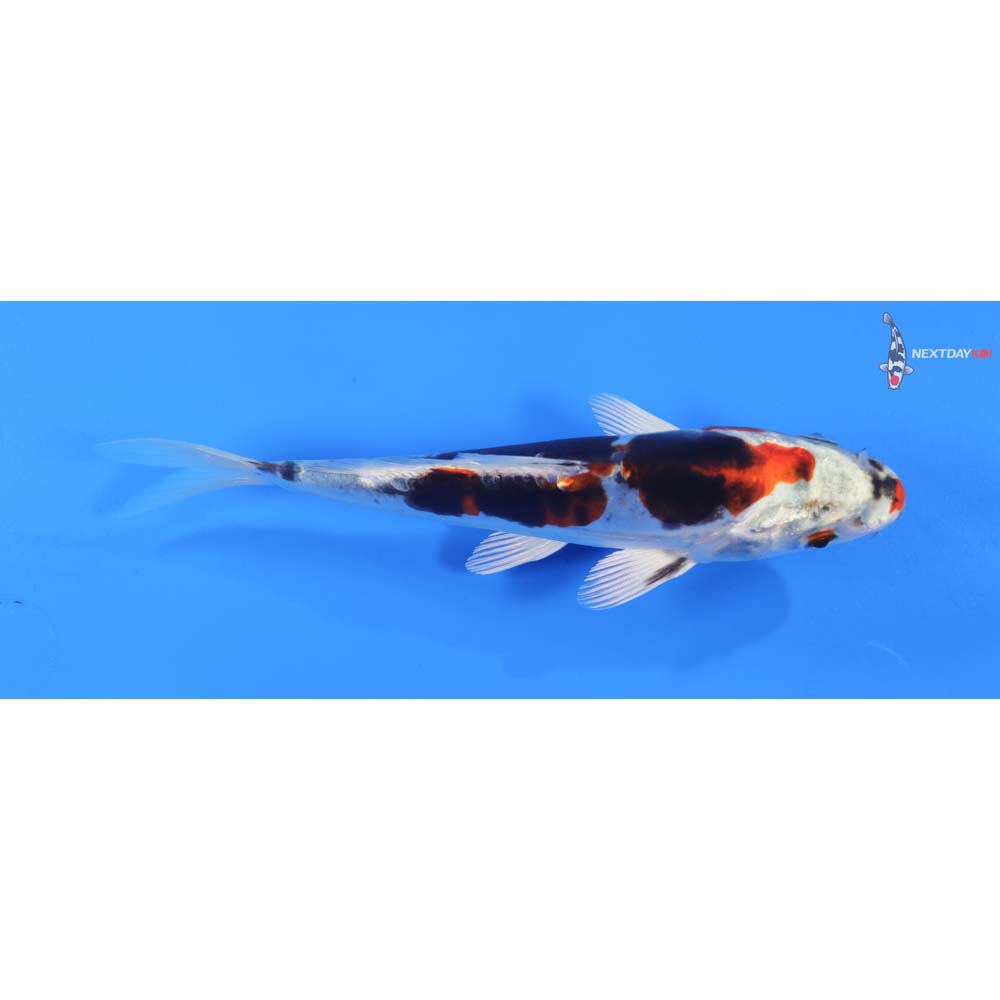 7” Imported Heisei Nishiki