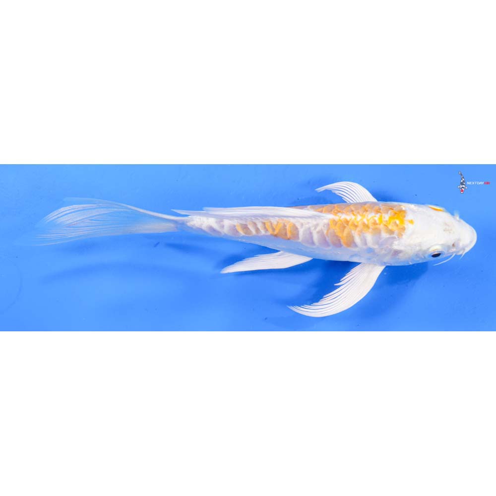 7” Imported Doitsu Lemon Hariwake Butterfly Koi