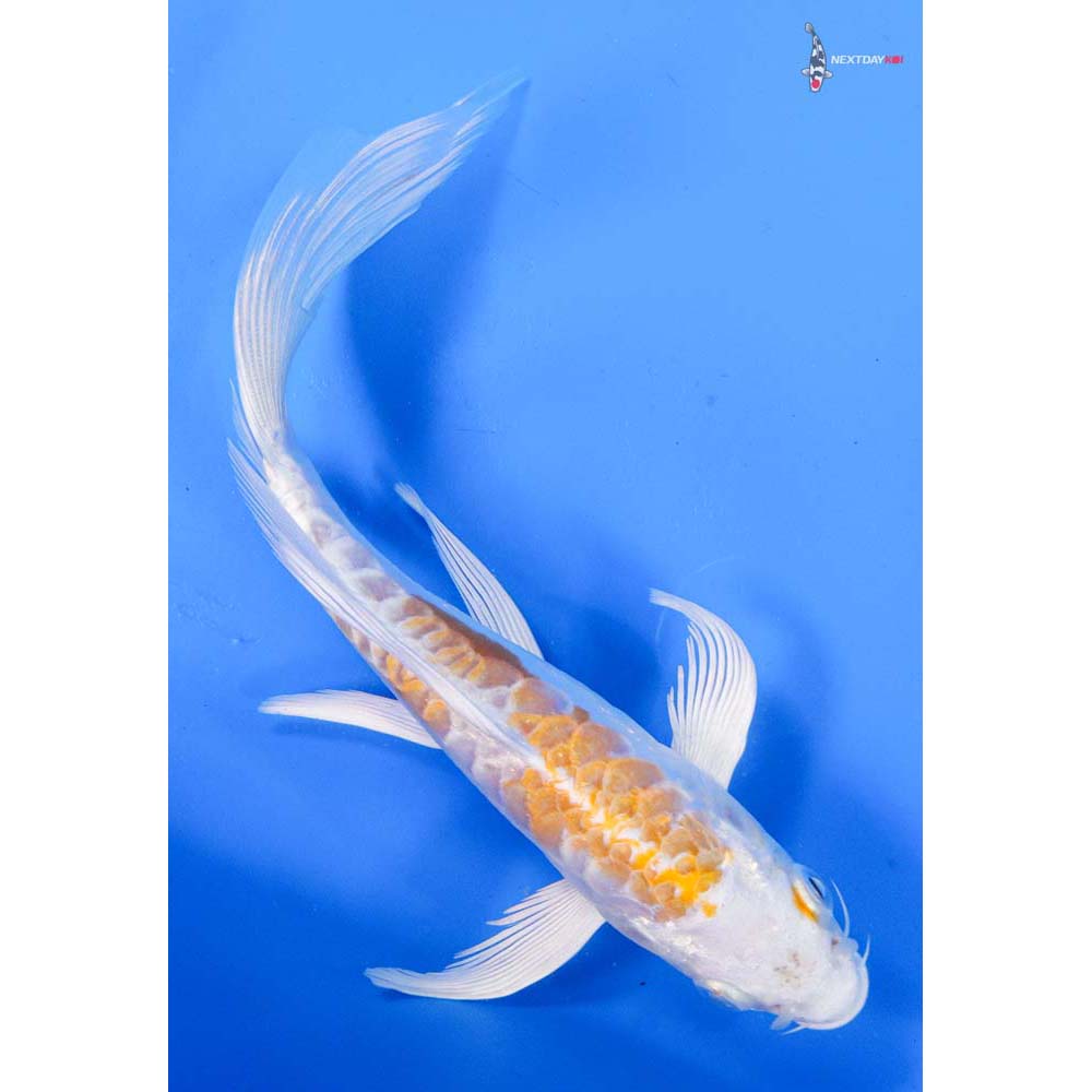 7” Imported Doitsu Lemon Hariwake Butterfly Koi