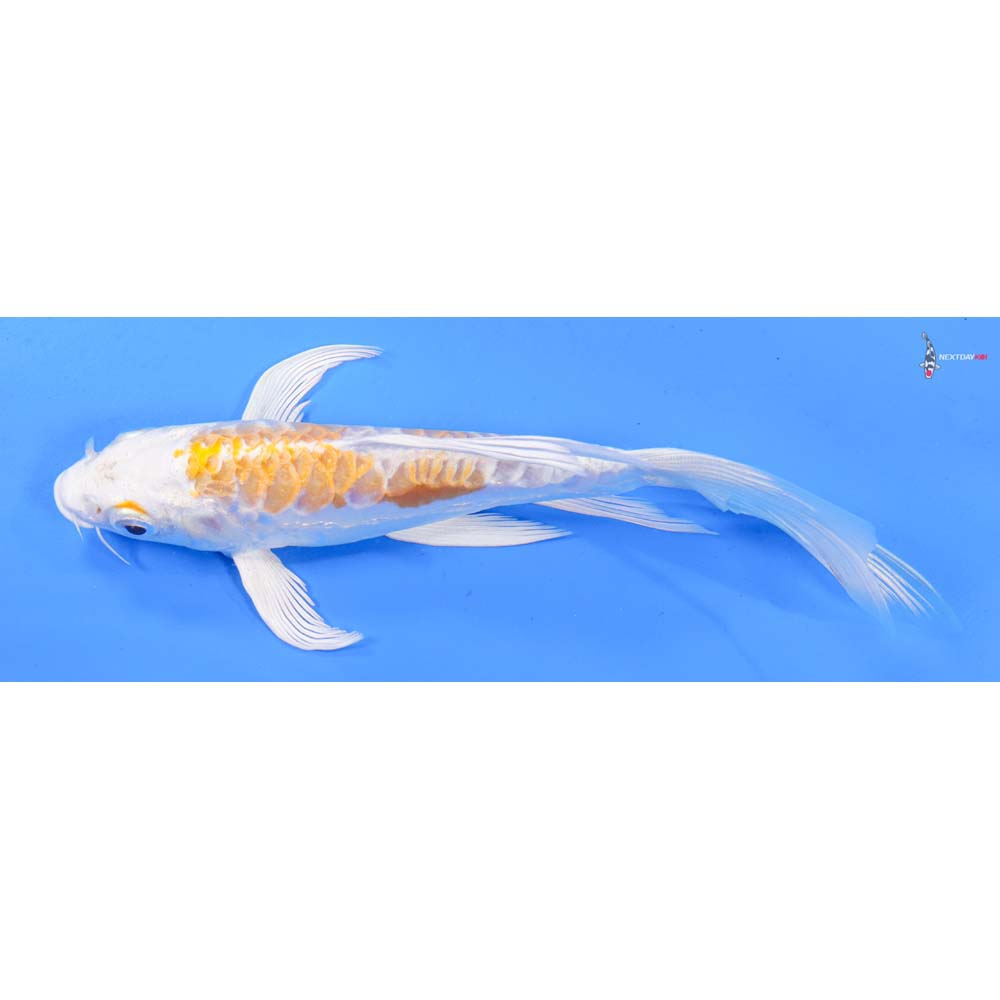 7” Imported Doitsu Lemon Hariwake Butterfly Koi