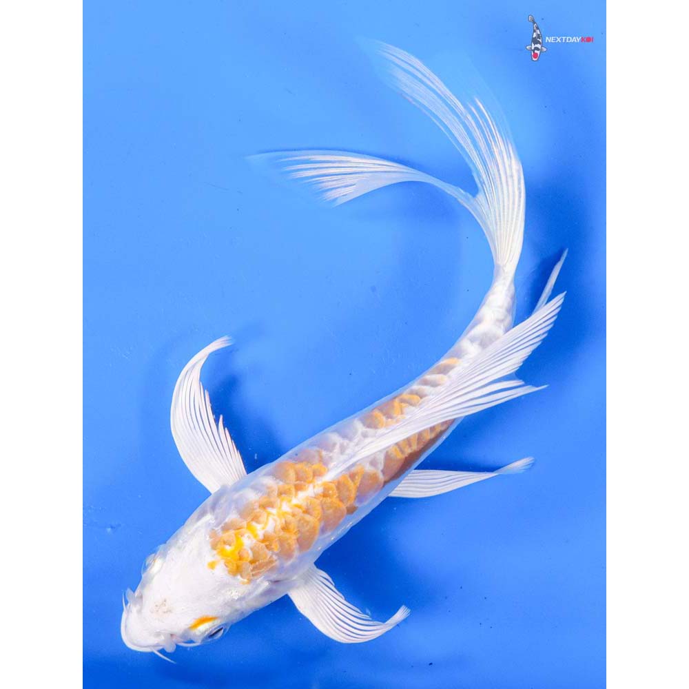 7” Imported Doitsu Lemon Hariwake Butterfly Koi