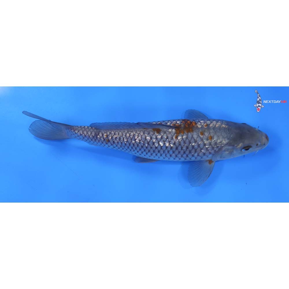8.5” Imported Gin Rin Ochiba Shigure