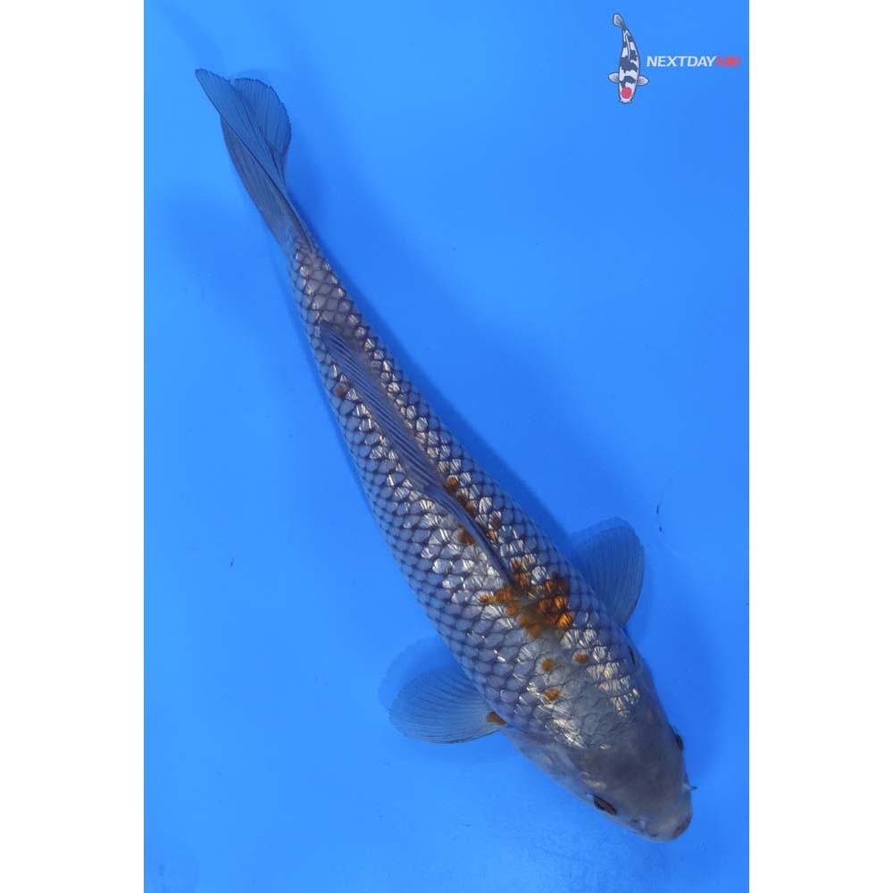 8.5” Imported Gin Rin Ochiba Shigure