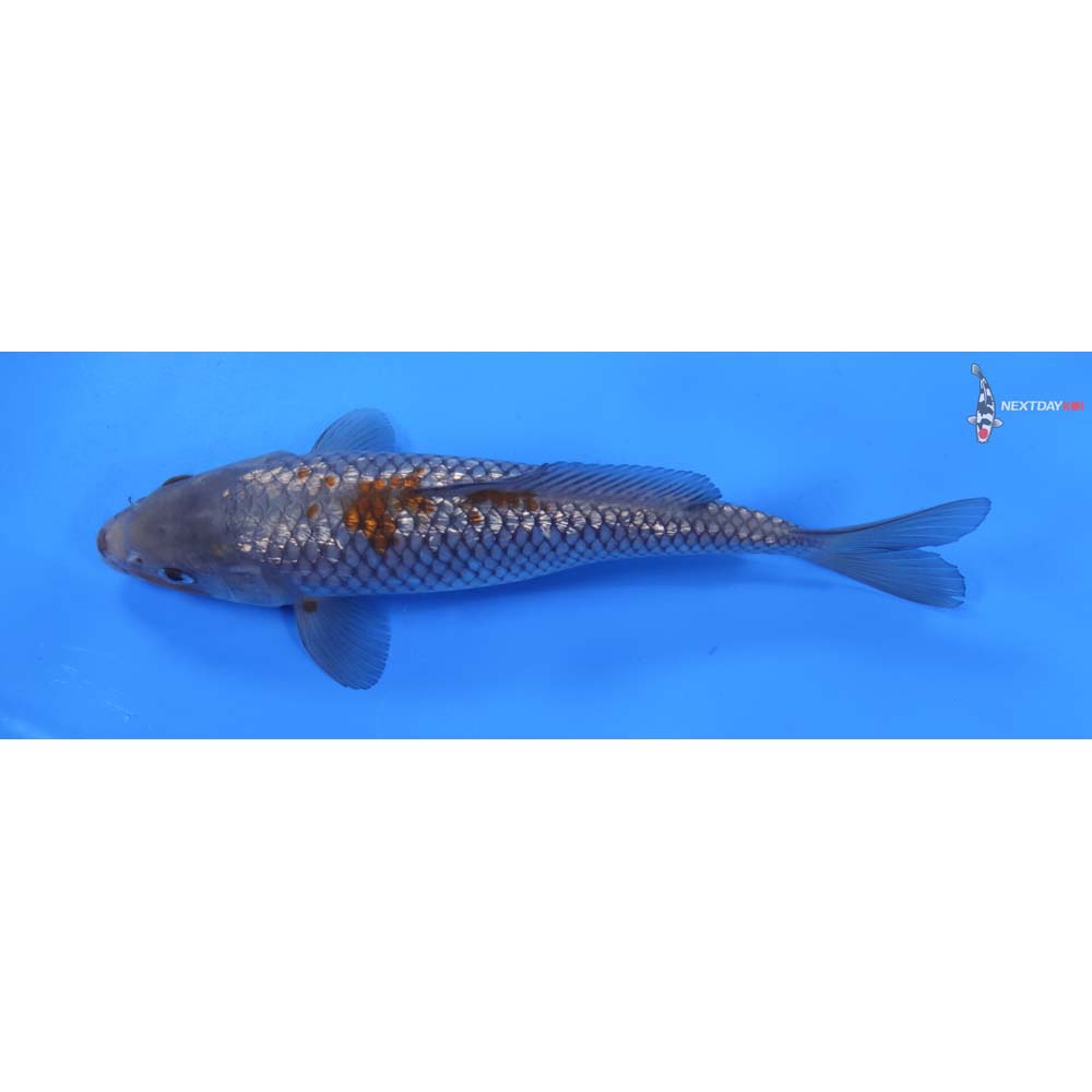 8.5” Imported Gin Rin Ochiba Shigure