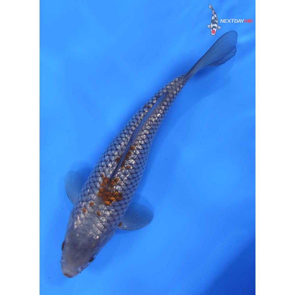 8.5” Imported Gin Rin Ochiba Shigure
