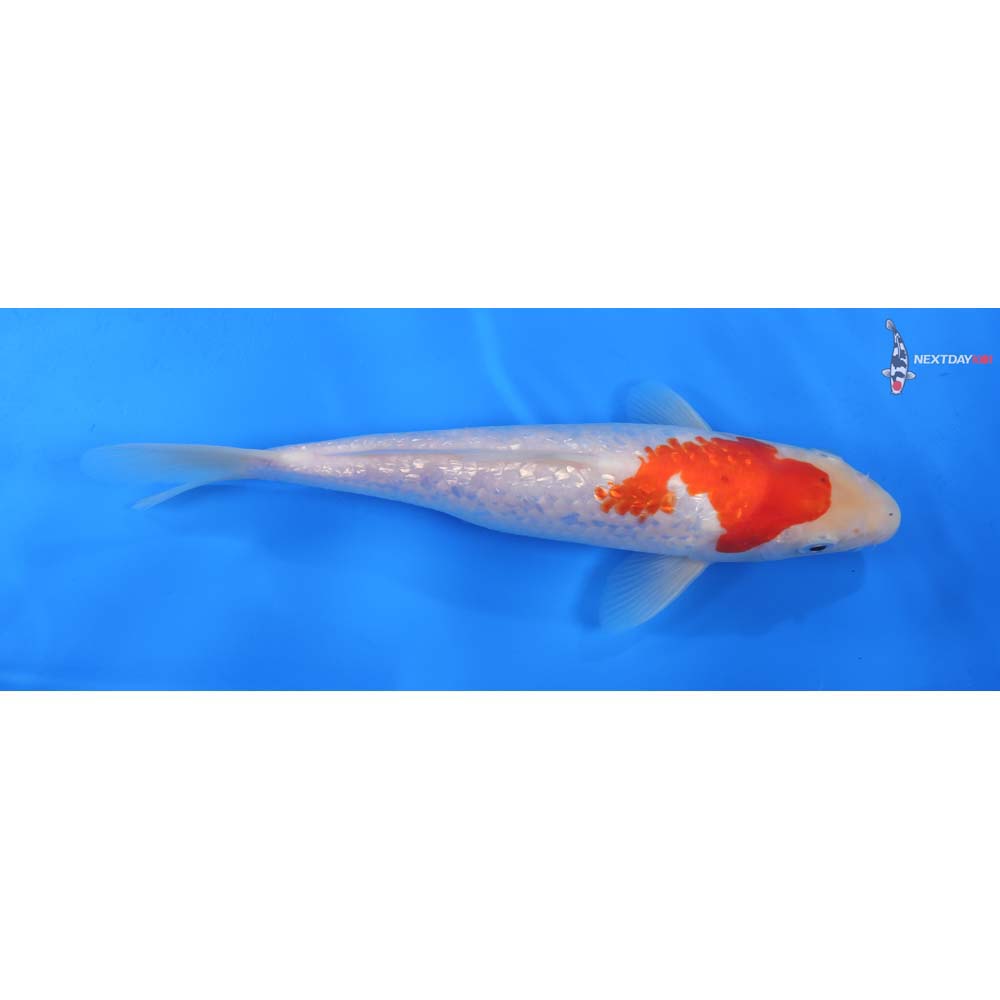 9” Imported Gin Rin Kohaku