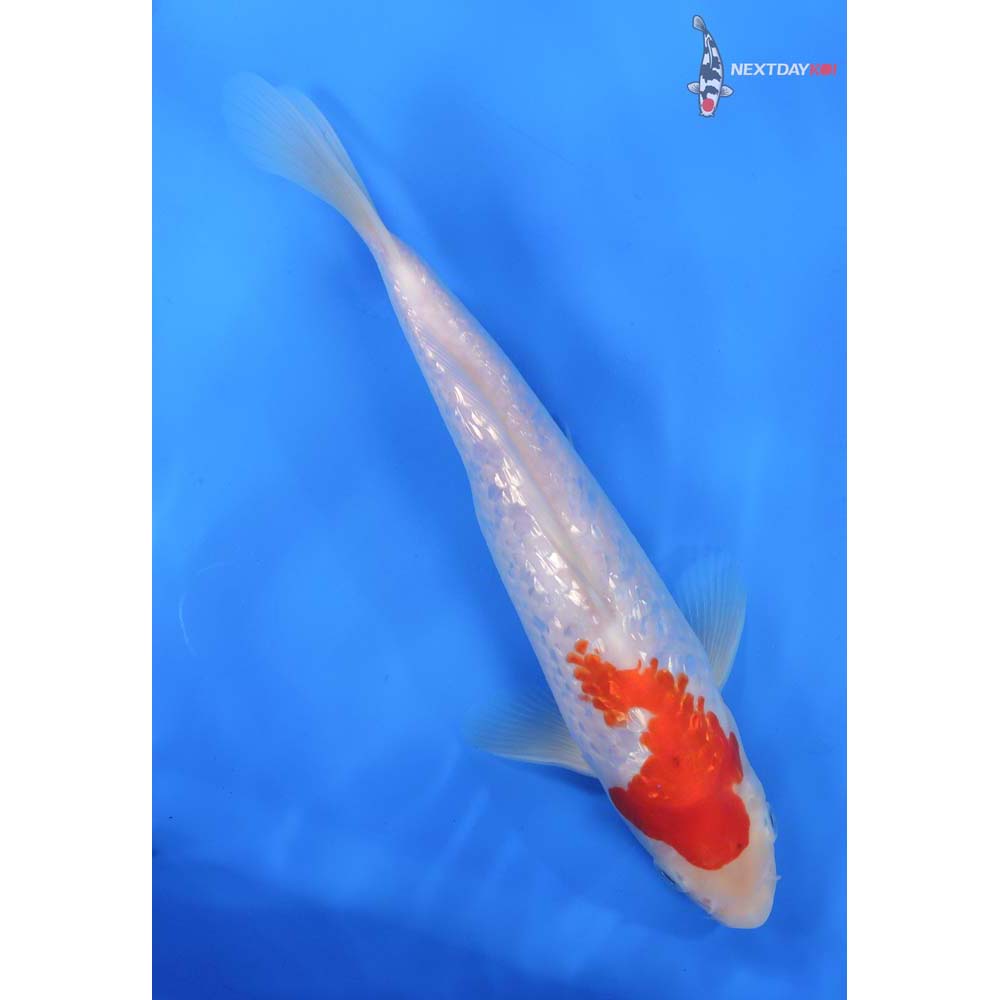 9” Imported Gin Rin Kohaku