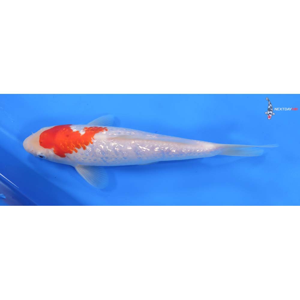 9” Imported Gin Rin Kohaku
