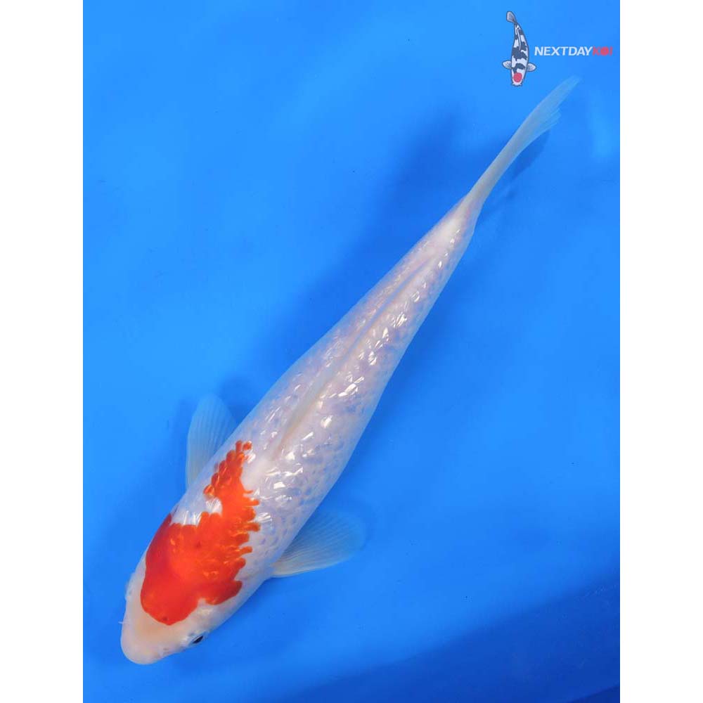 9” Imported Gin Rin Kohaku
