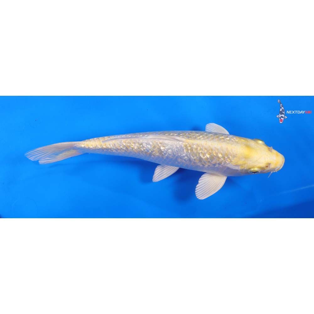 9” Imported Gin Rin Lemon Hariwake