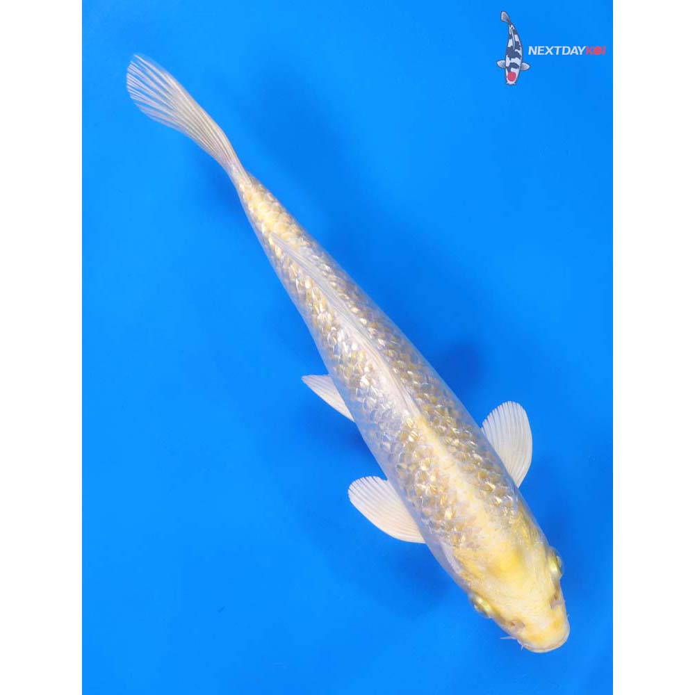 9” Imported Gin Rin Lemon Hariwake