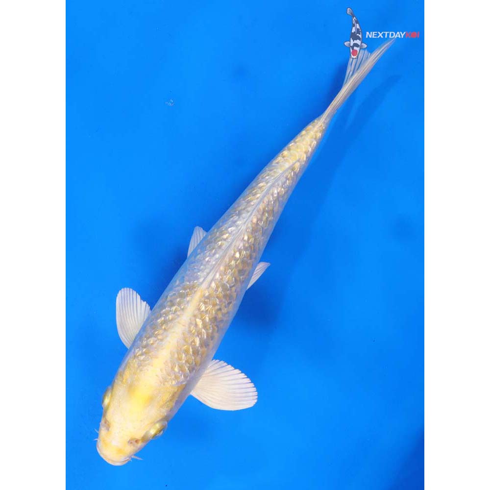 9” Imported Gin Rin Lemon Hariwake