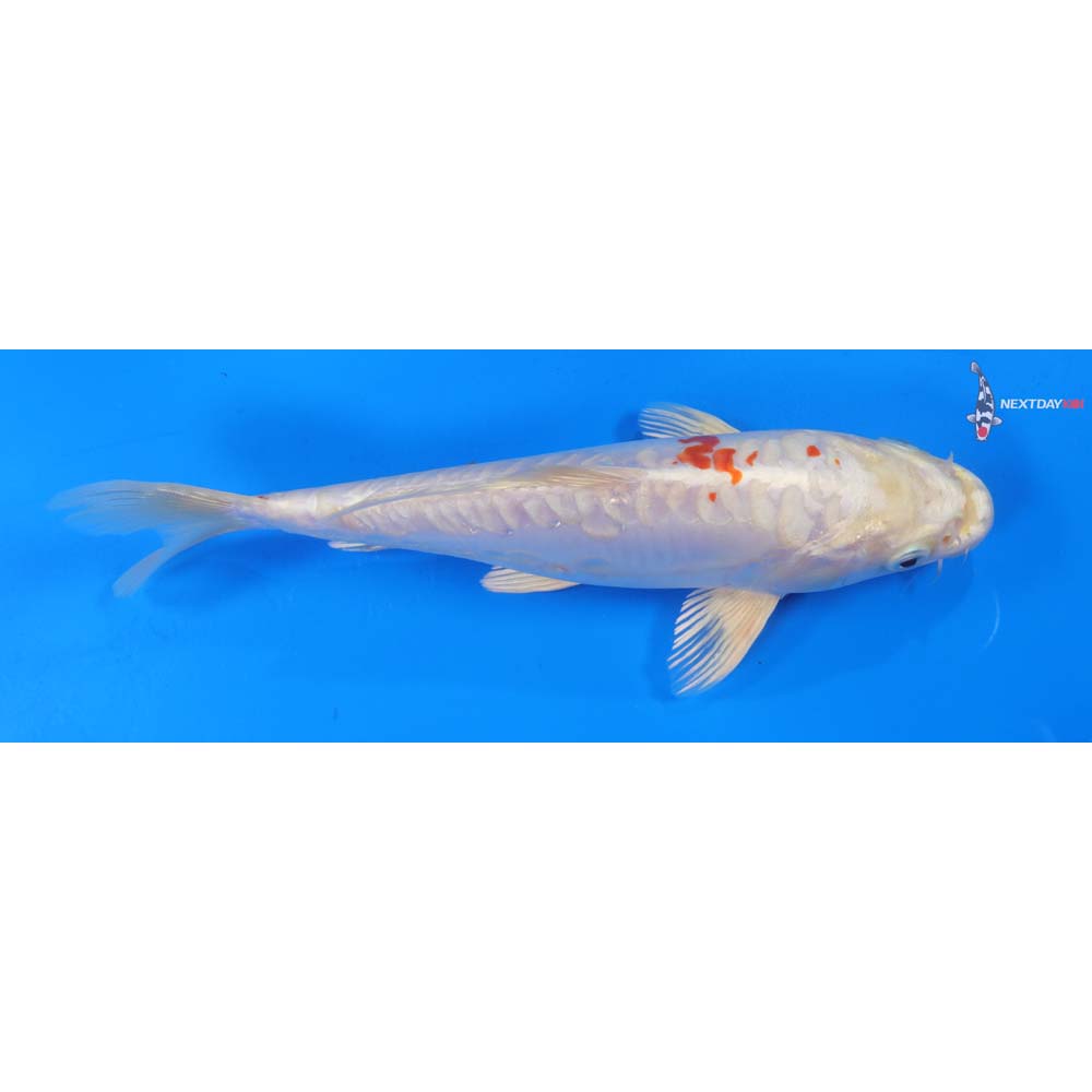 9” Imported Kikusui