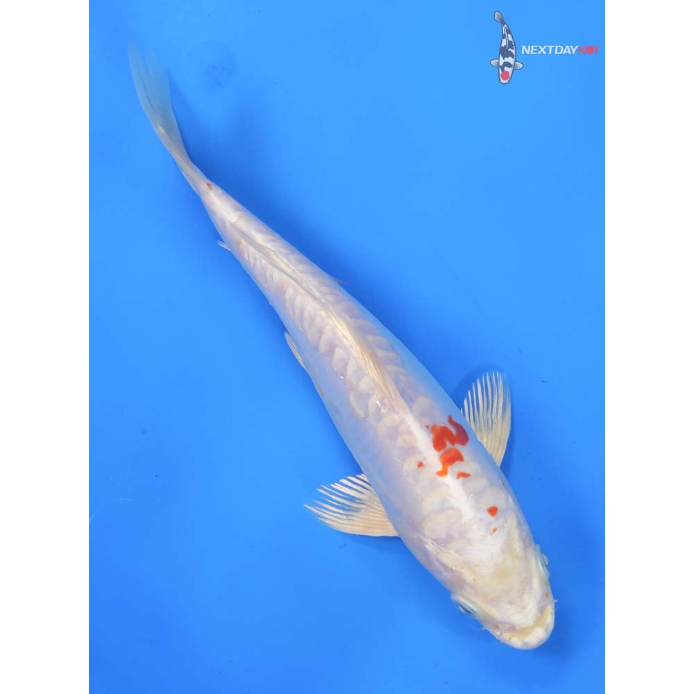 9” Imported Kikusui