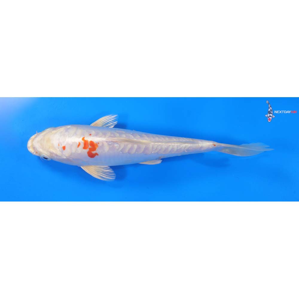 9” Imported Kikusui