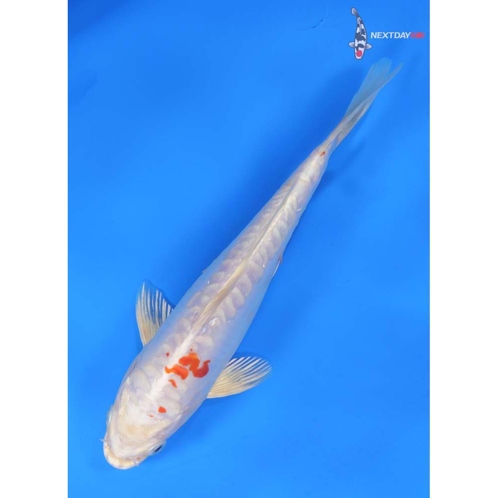 9” Imported Kikusui