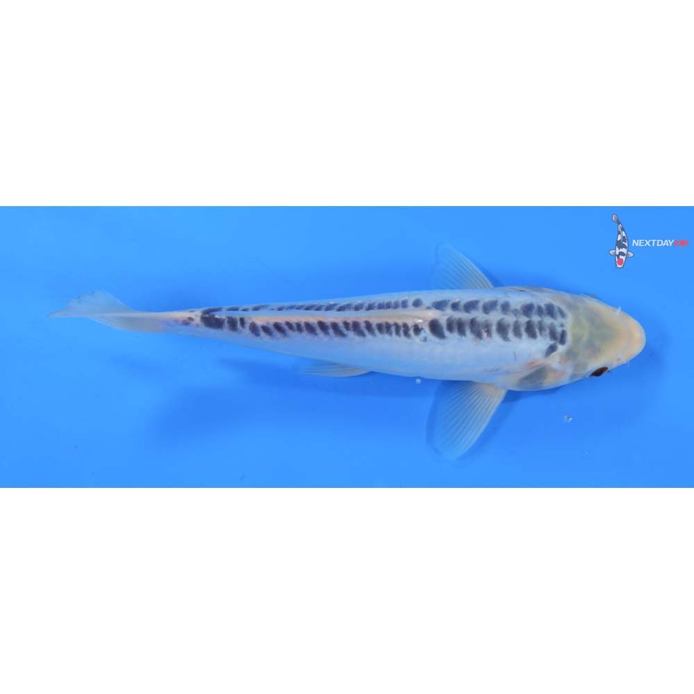 9.5” Imported Shusui