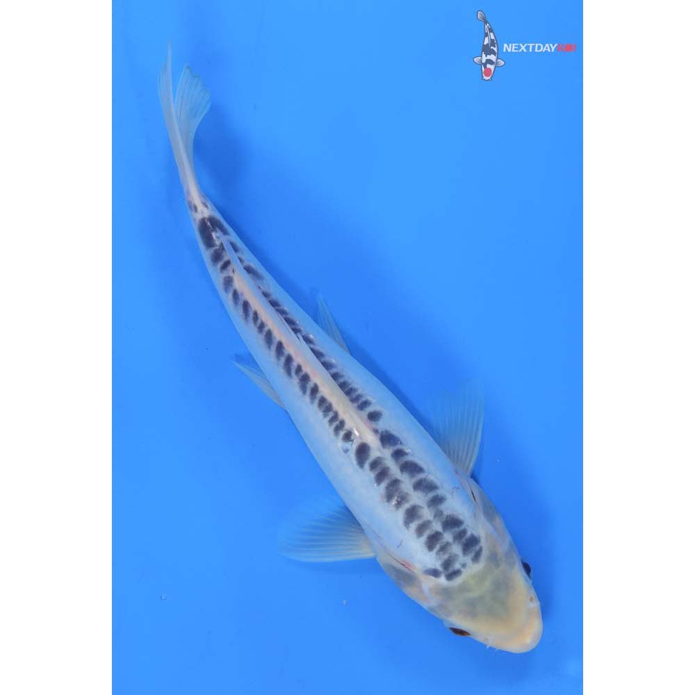 9.5” Imported Shusui