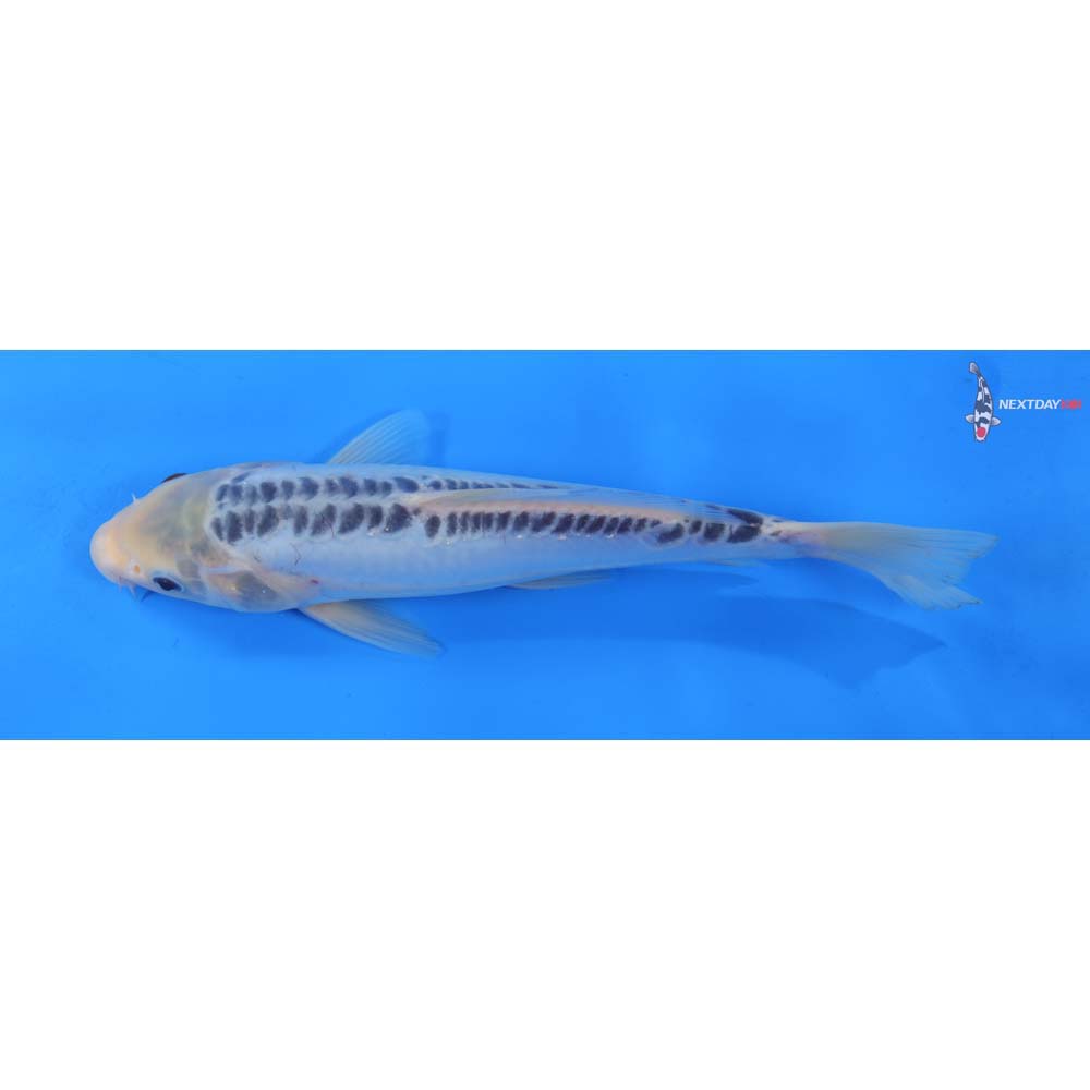 9.5” Imported Shusui