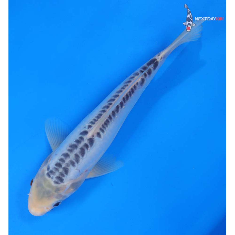 9.5” Imported Shusui