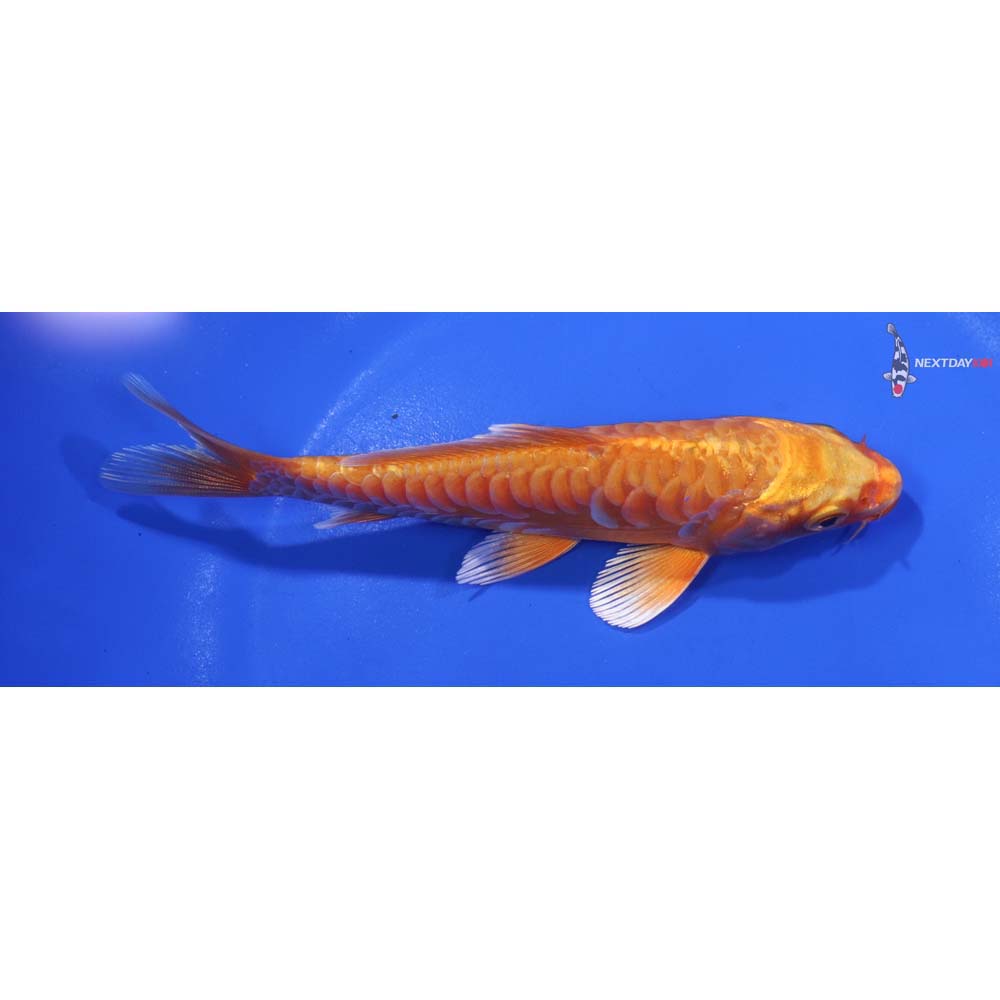 5.5” Imported Armor Scaled Orenji Ogon