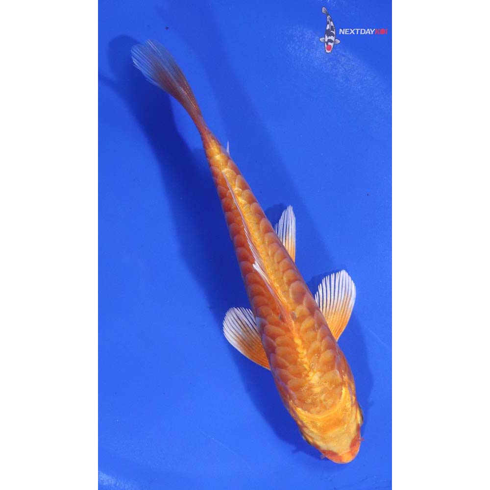 5.5” Imported Armor Scaled Orenji Ogon